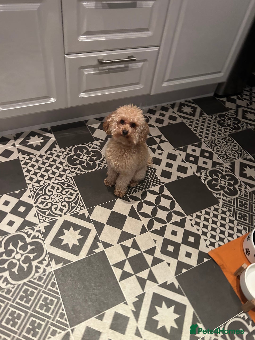 Toy Poodle dogs for stud:  proven tiny 2.3kg KC registered red toy poodle  in Devizes - Advert 2