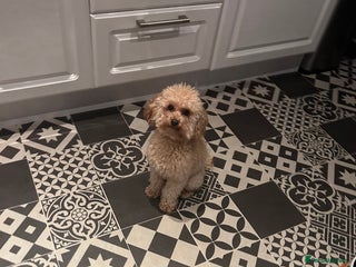 Toy Poodle dogs in Devizes - Advert 7