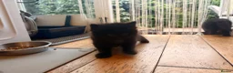 Mixed Breed cats for sale: 2 gorgeous long hair kittens ready for collection  - Advert 22