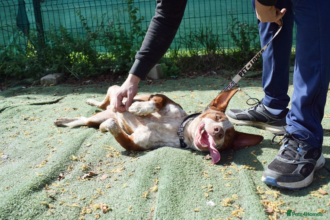 Ibizan Hound dogs for adoption: Fly   - Image 5