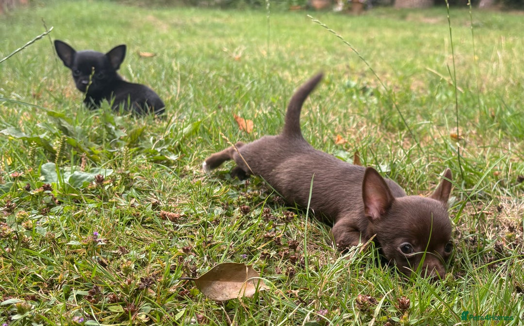Chorkie dogs for sale: Chorkie puppies for forever homes  - Image 14