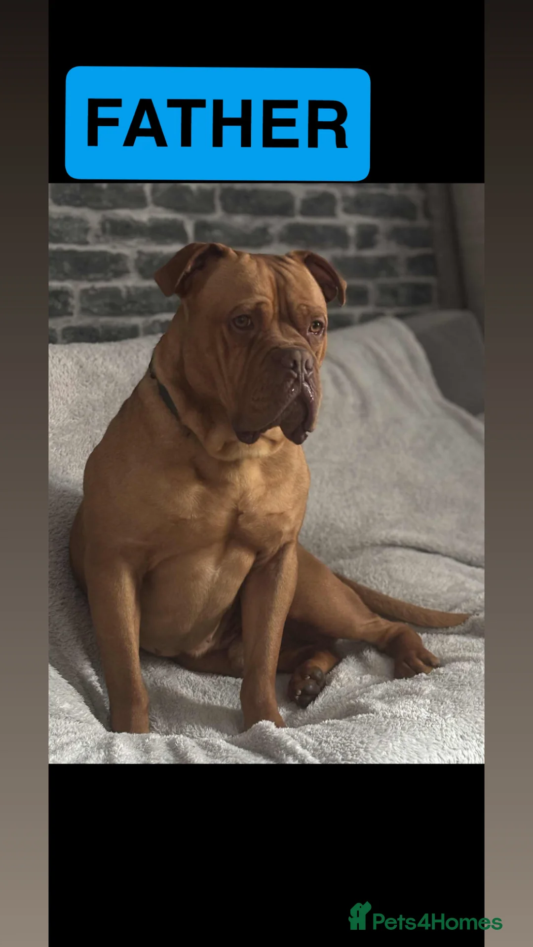Mixed Breed dogs for sale: Rottweiler x Dogue De Bordeaux puppies - Advert 6