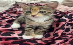 Maine Coon cats for sale: Maine coin mixed breed mini kitten - Image 1