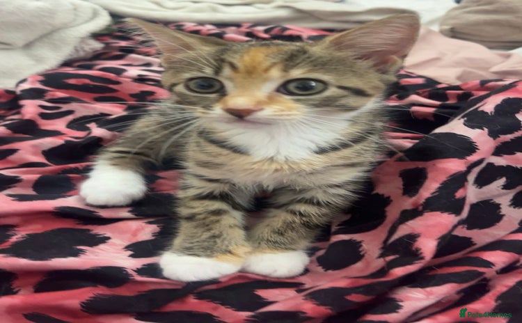 Maine Coon cats for sale - Advert 2