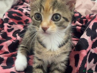 Maine Coon cats - Advert 3