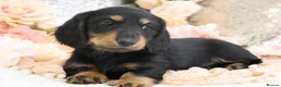 Miniature Dachshund dogs for sale: KC Miniature Dachshund Longhair Puppies - Advert 8
