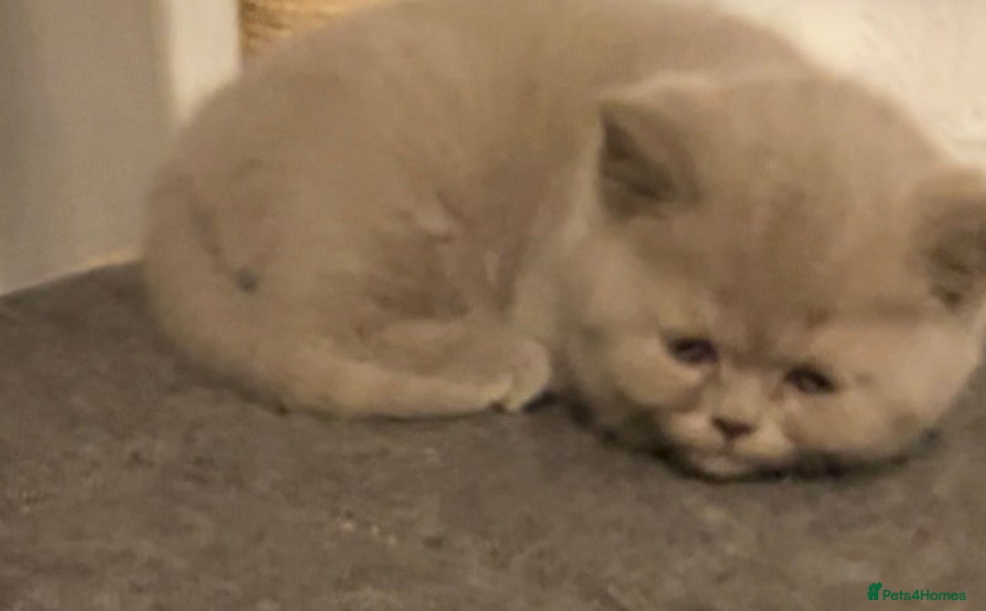 British Shorthair cats for sale: Purebred amazing BSH kittens - Advert 7