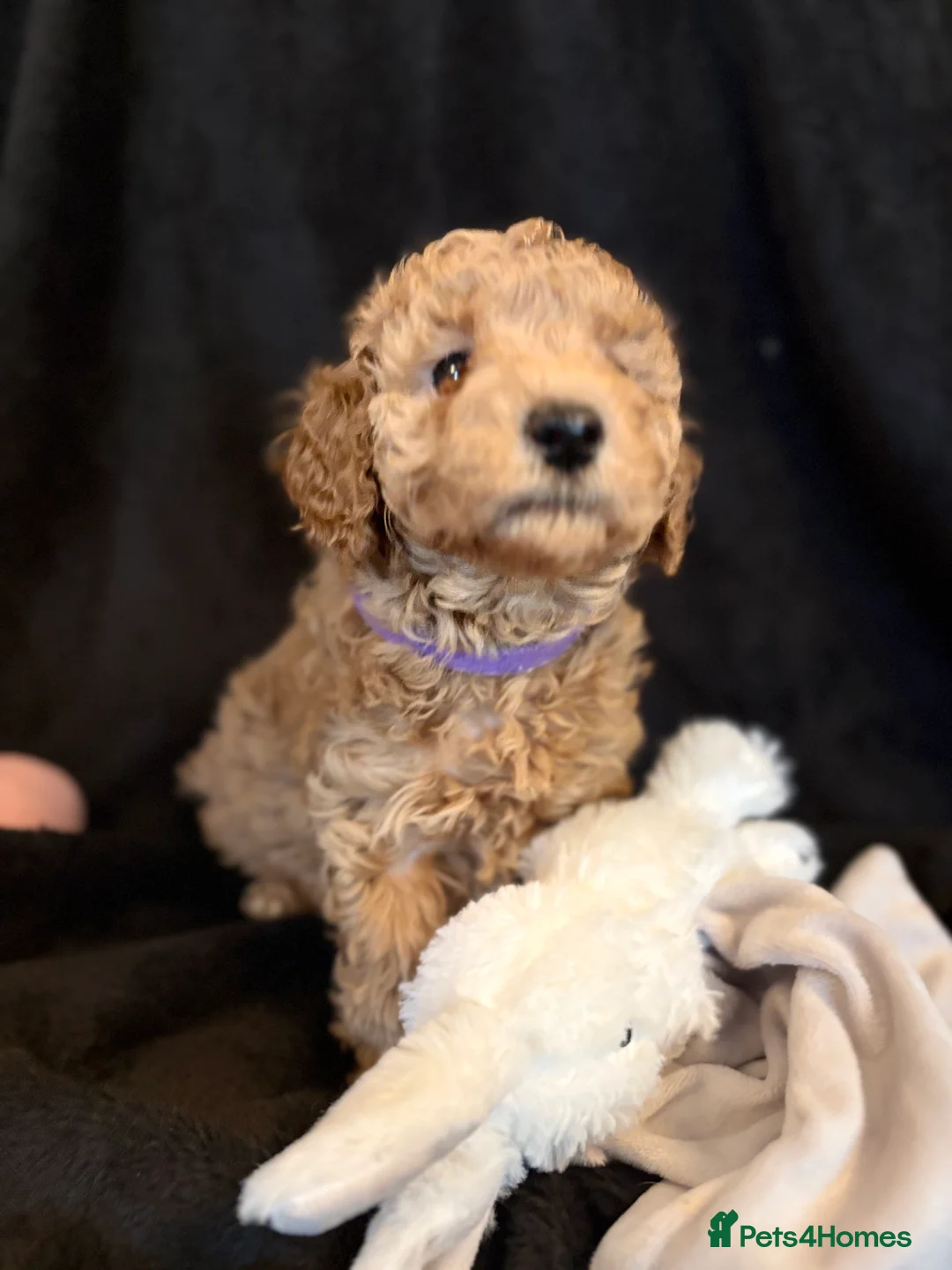 Cavapoochon dogs for sale: Gorgeous Therapy puppies  - Advert 4
