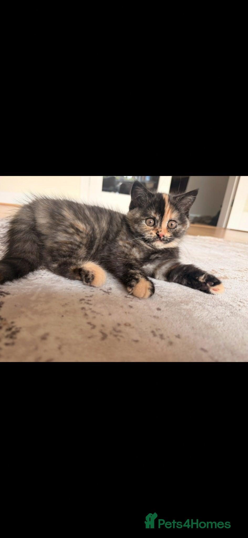 British Shorthair cats 7 beautiful gccf reg -British short hair kittens  - Advert 13