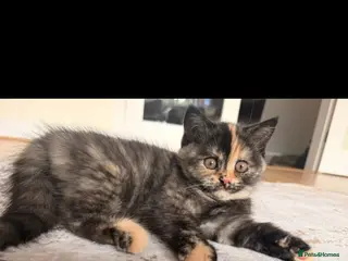 British Shorthair cats 7 beautiful gccf reg -British short hair kittens - Advert 13