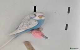 Budgerigars birds for sale: Beautiful Baby Budgies, lovebirds & Cockatiels!!! - Image 5
