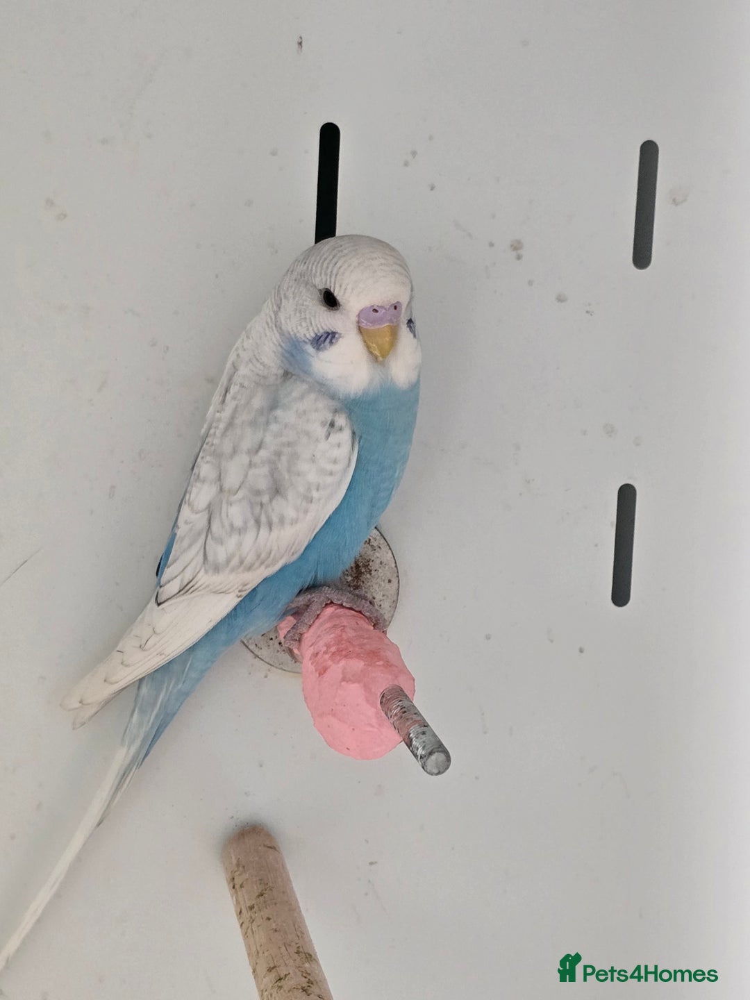 Budgerigars birds for sale: Beautiful Baby Budgies, lovebirds & Cockatiels!!! - Image 5