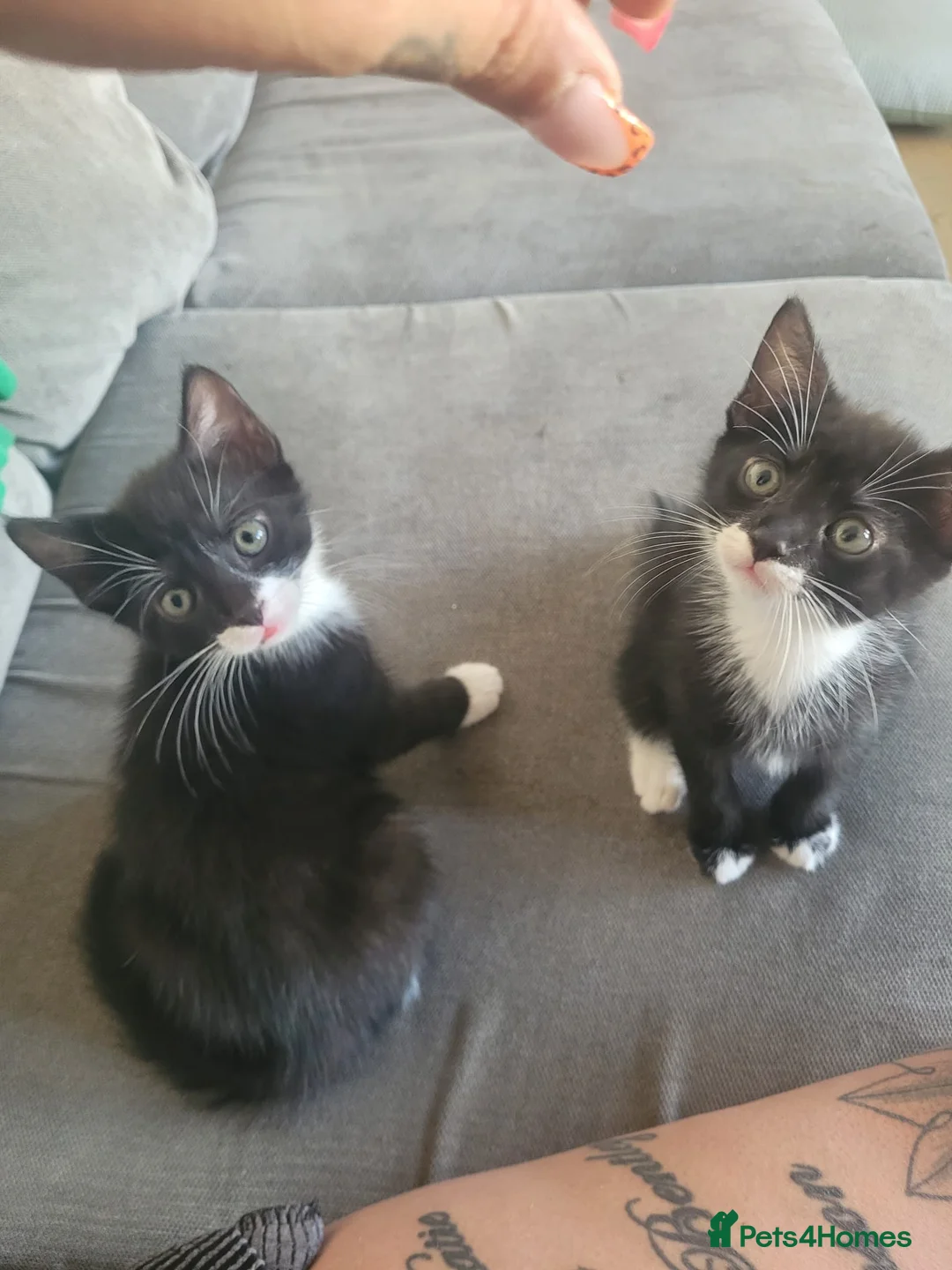 Mixed Breed cats for sale: 2x male kittens  - Advert 3
