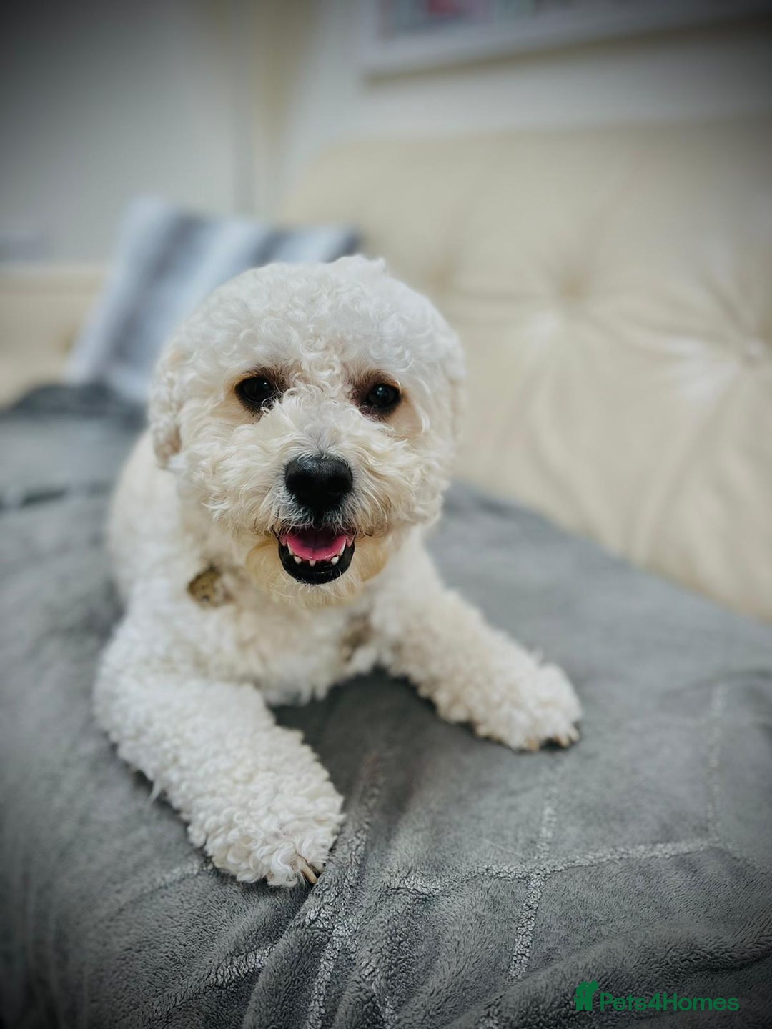 Cavapoo dogs for stud: Gorgeous F1 Cavapoo for stud - Image 11