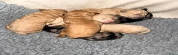 Mixed Breed dogs for sale: Tibetan Doodle’s Looking for their Forever Homes - Advert 13