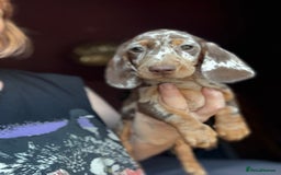 Dachshund dogs for sale: Kc reg first vac chipped licensed bundles of love  - Image 16