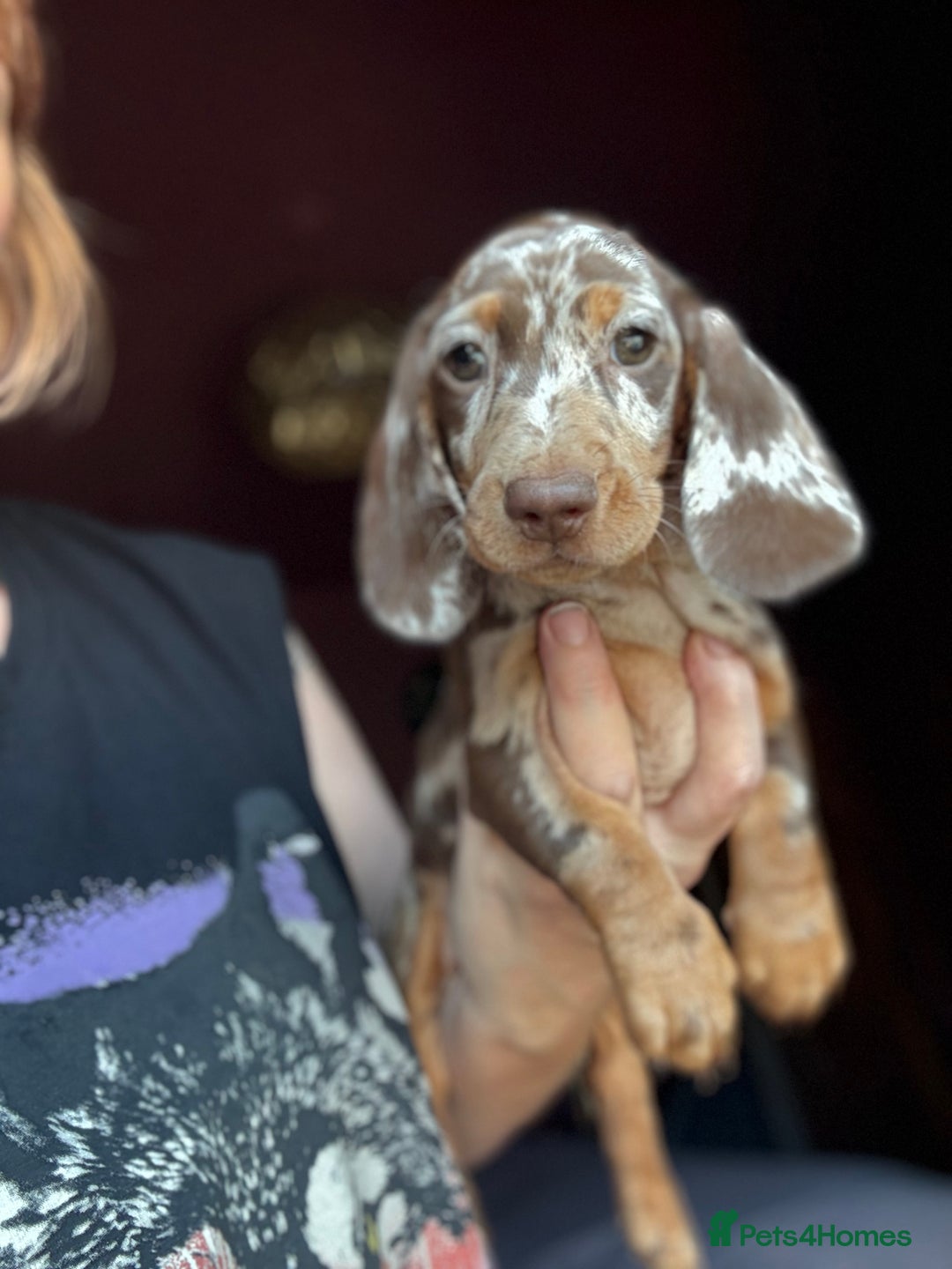 Dachshund dogs for sale: Kc reg first vac chipped licensed bundles of love  - Image 16
