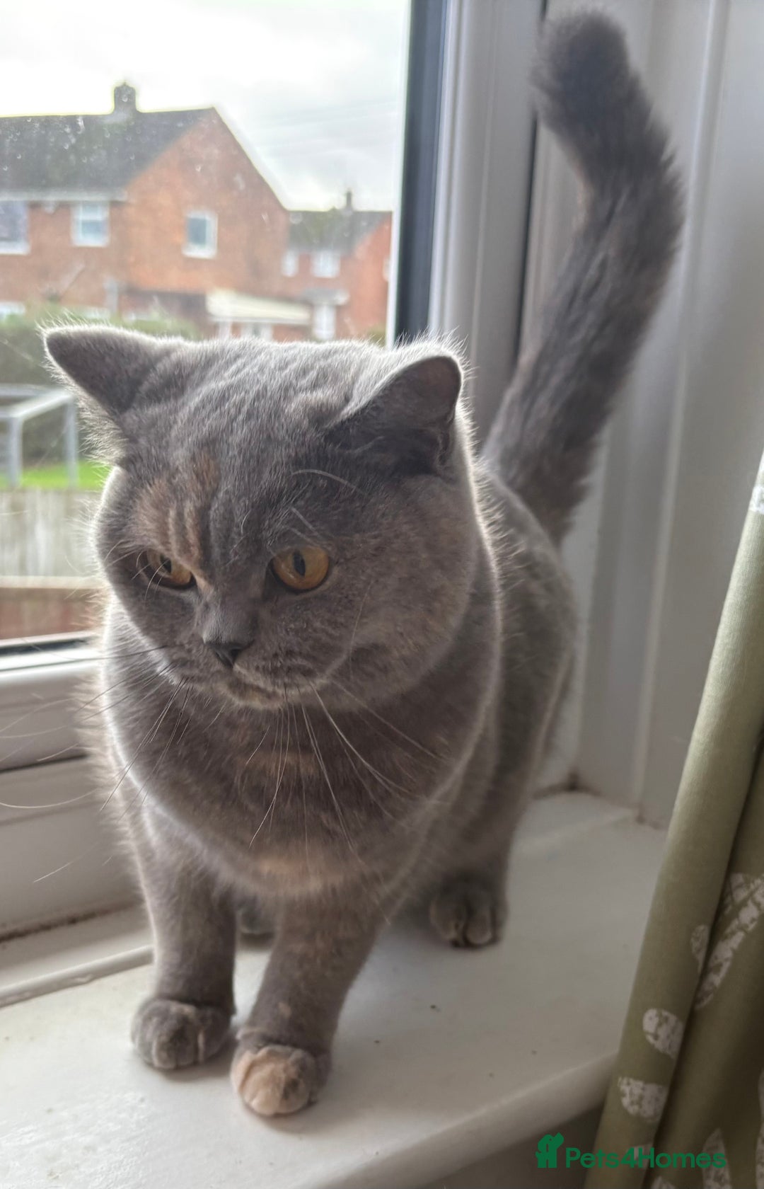 British Shorthair cats for sale: GCCF registered active queen  - Advert 4