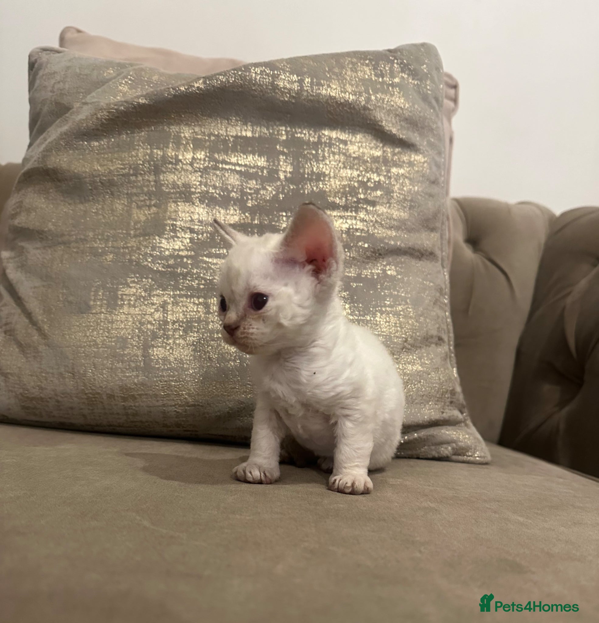 Devon Rex cats Beautiful GCCF Registered Devon Rex Kittens 🩷 - Advert 6
