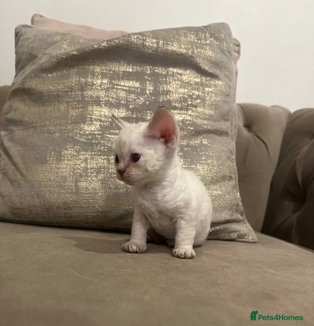 Devon Rex cats for sale: Beautiful GCCF Registered Devon Rex Kittens 🩷 - Advert 1
