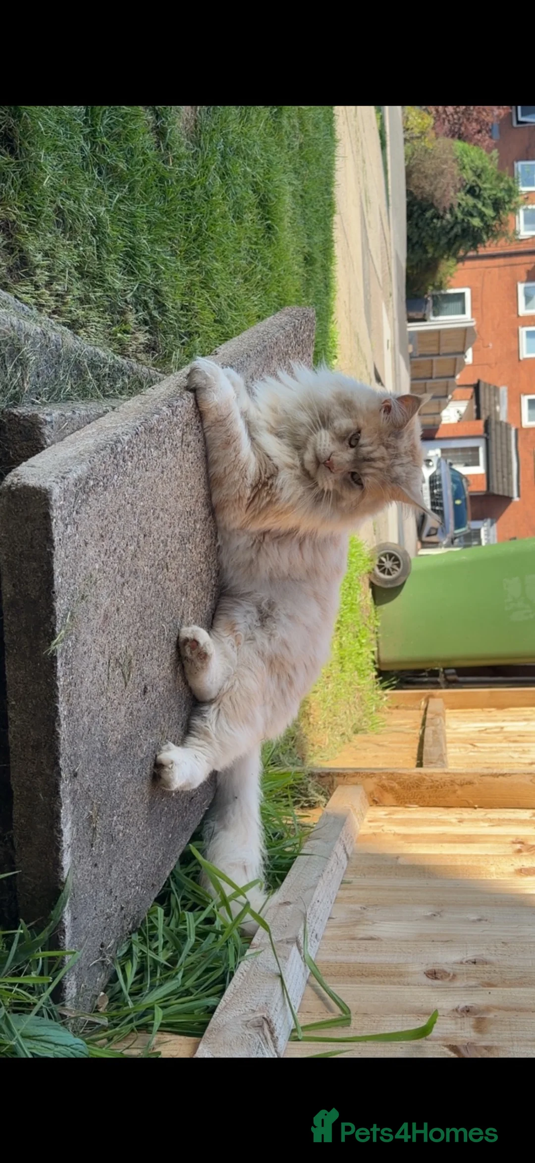Maine Coon cats for sale: Purebred Mainecoon kitten  - Advert 2