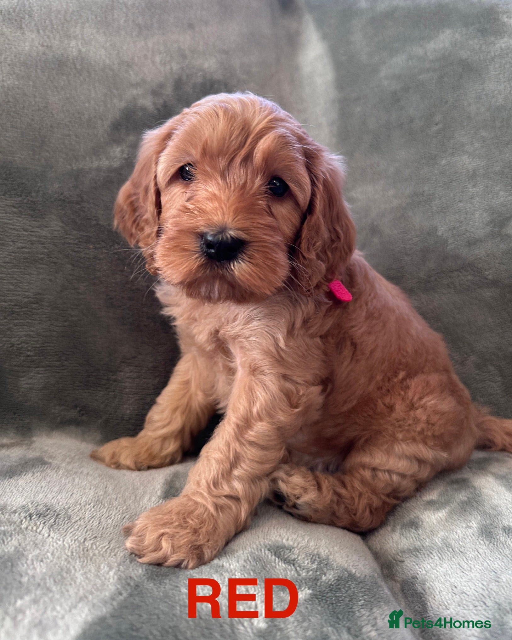 Cockapoo dogs 🐾Stunning Cockapoo Puppies 🐾  1 BOY LEFT  - Advert 11