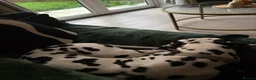 Dalmatian dogs for sale: Female Dalmatian  - Advert 5