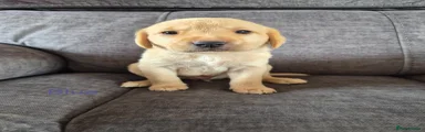Labrador Retriever Puppy 3