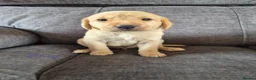 Labrador Retriever dogs for sale: KC Registered Labrador Puppies  in Dorchester - Advert 10