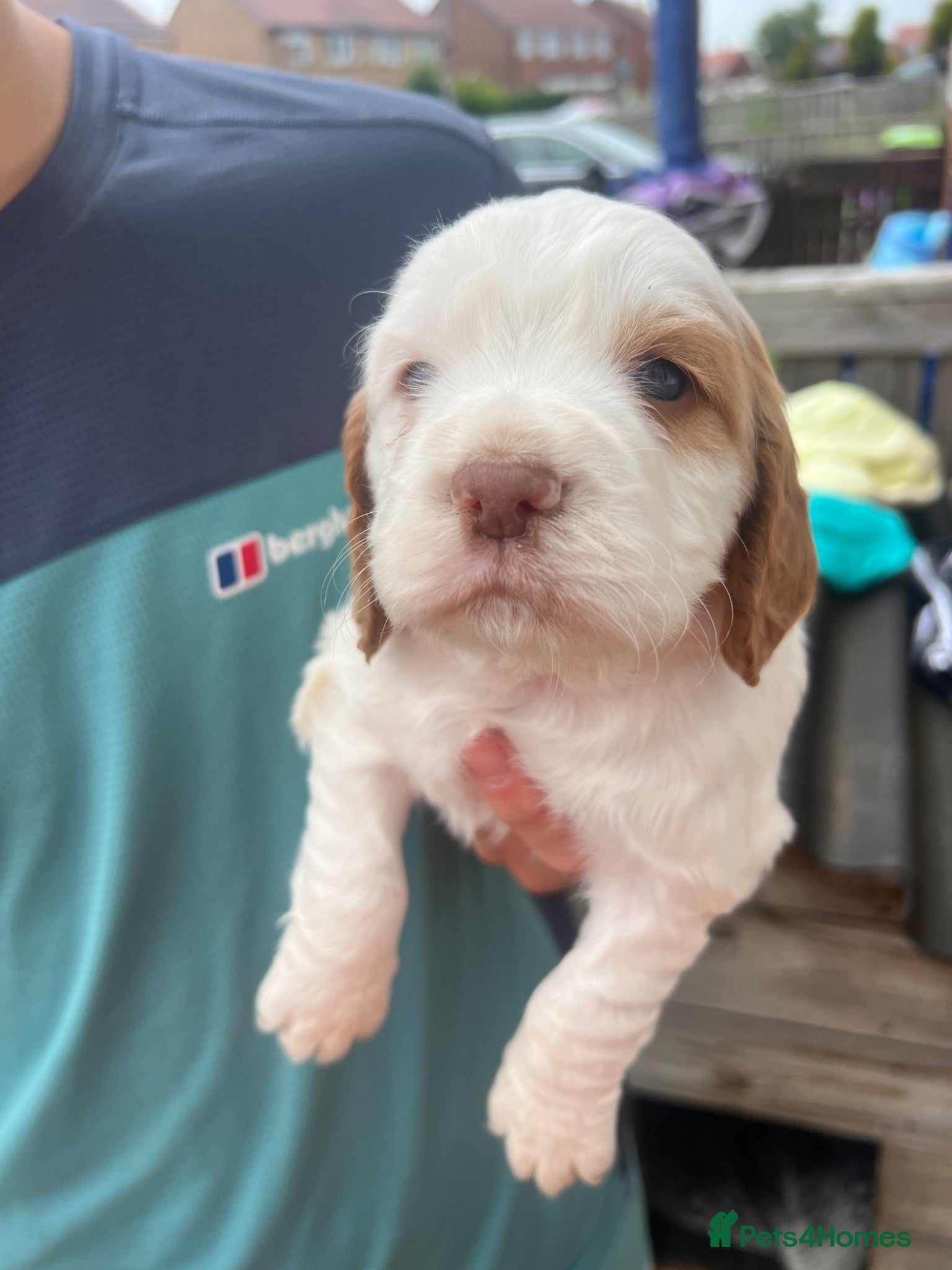 Cocker Spaniel dogs One Boy Left :) - Advert 17