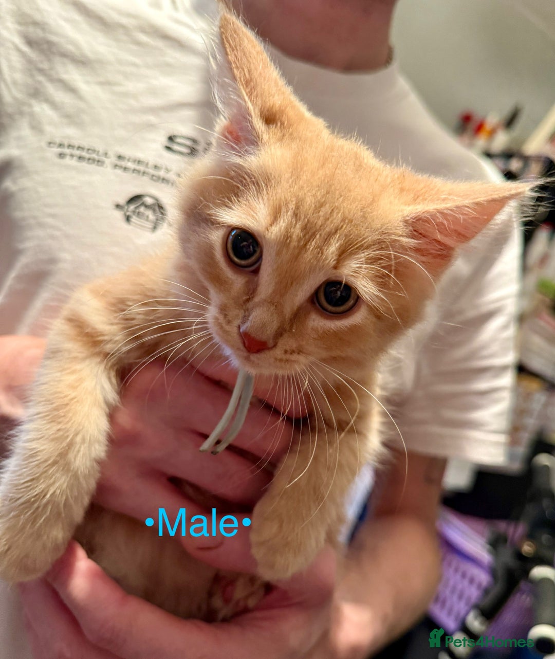 Mixed Breed cats for sale: Beautiful kittens for sale ~ 4 ginger, 1 tortie - Image 15