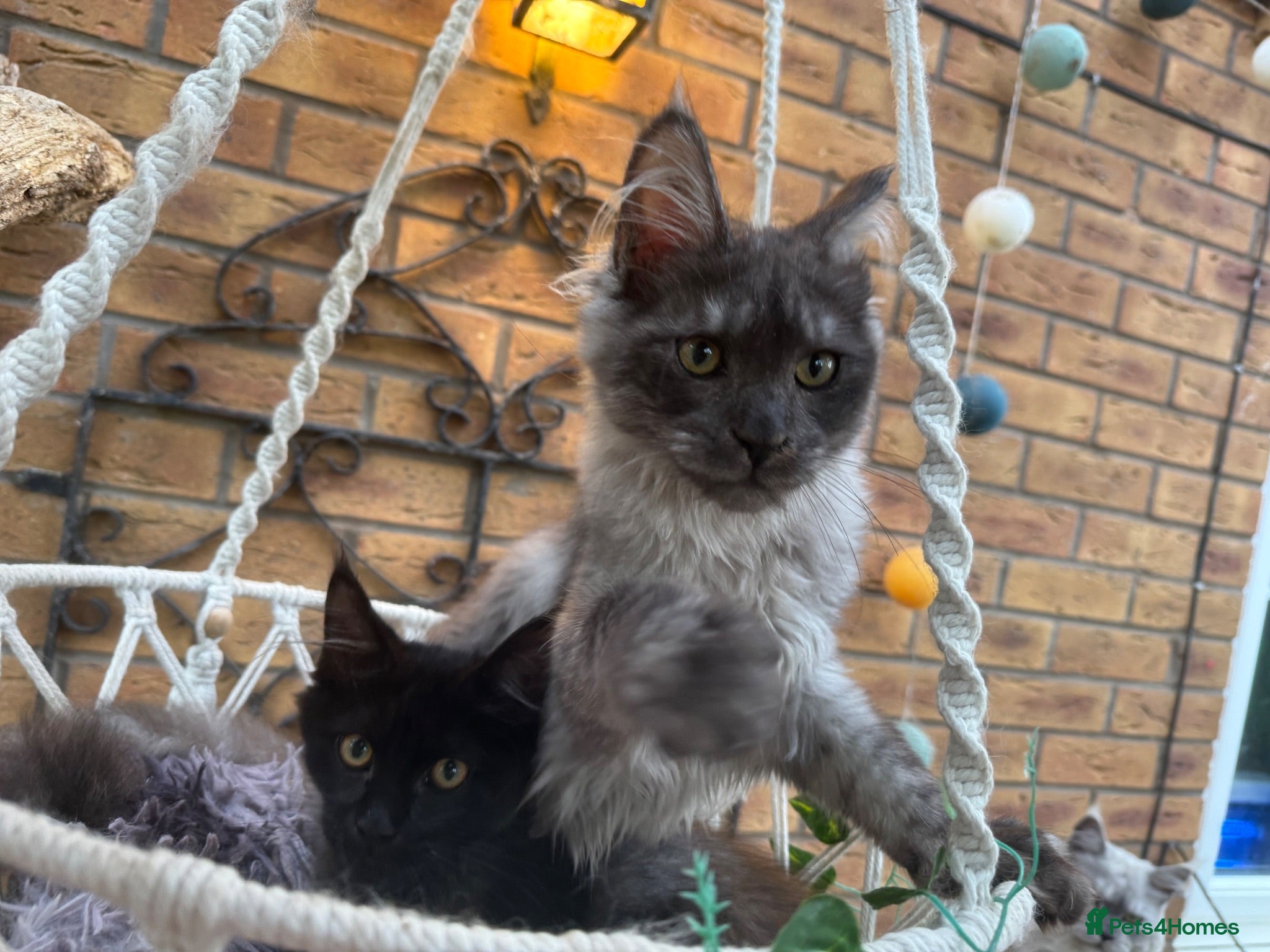 Maine Coon cats for sale: Exceptional pedigree MaineCoons - Phantom & Sprite - Advert 1