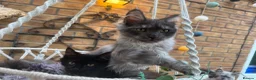 Maine Coon cats for sale: Exceptional pedigree MaineCoons - Phantom & Sprite - Advert 1