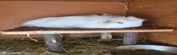 Guinea Pig rodents for sale: 2 beautiful female guinea pigs  - Advert 5