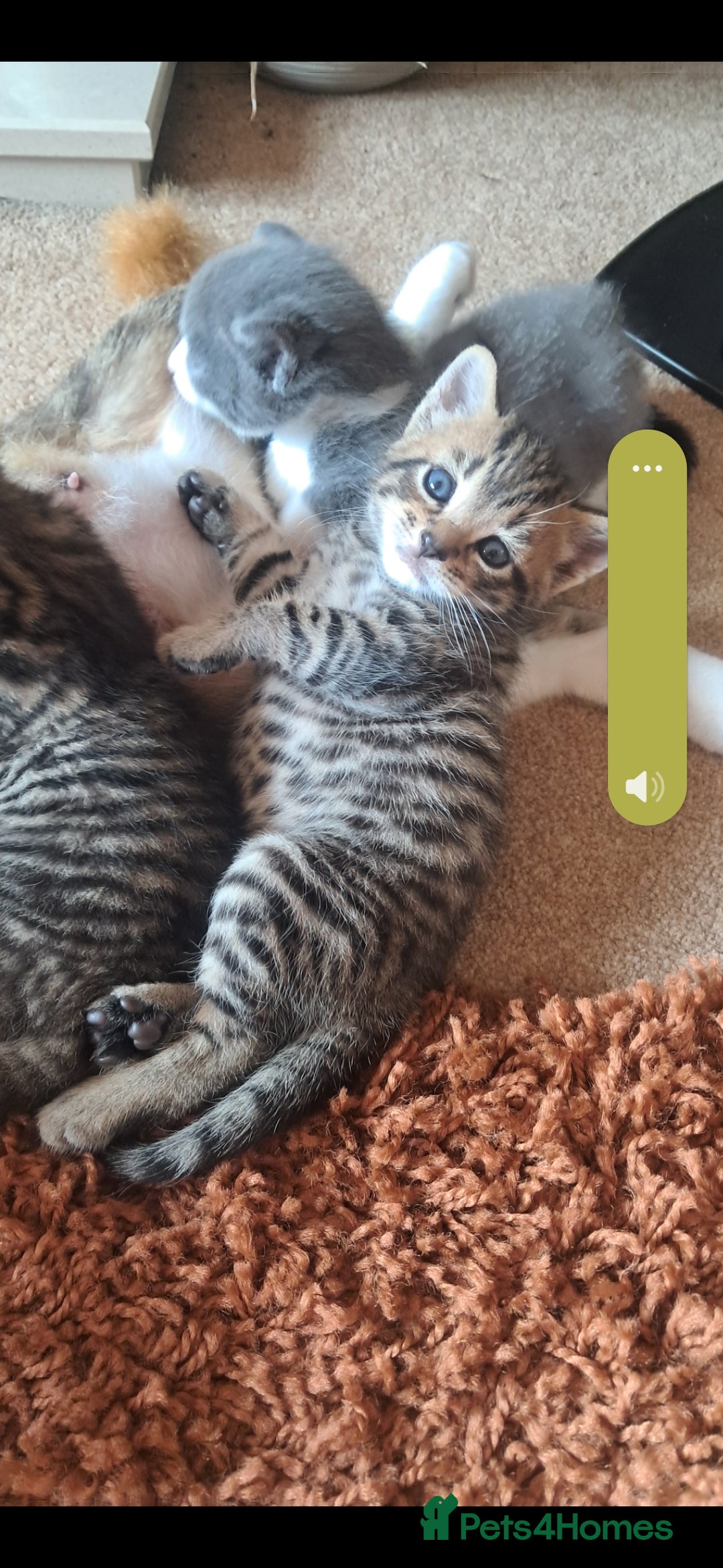 Mixed Breed cats for sale: 2 BEAUTIFUL BOY KITTENS AVAILABLE  - Image 21