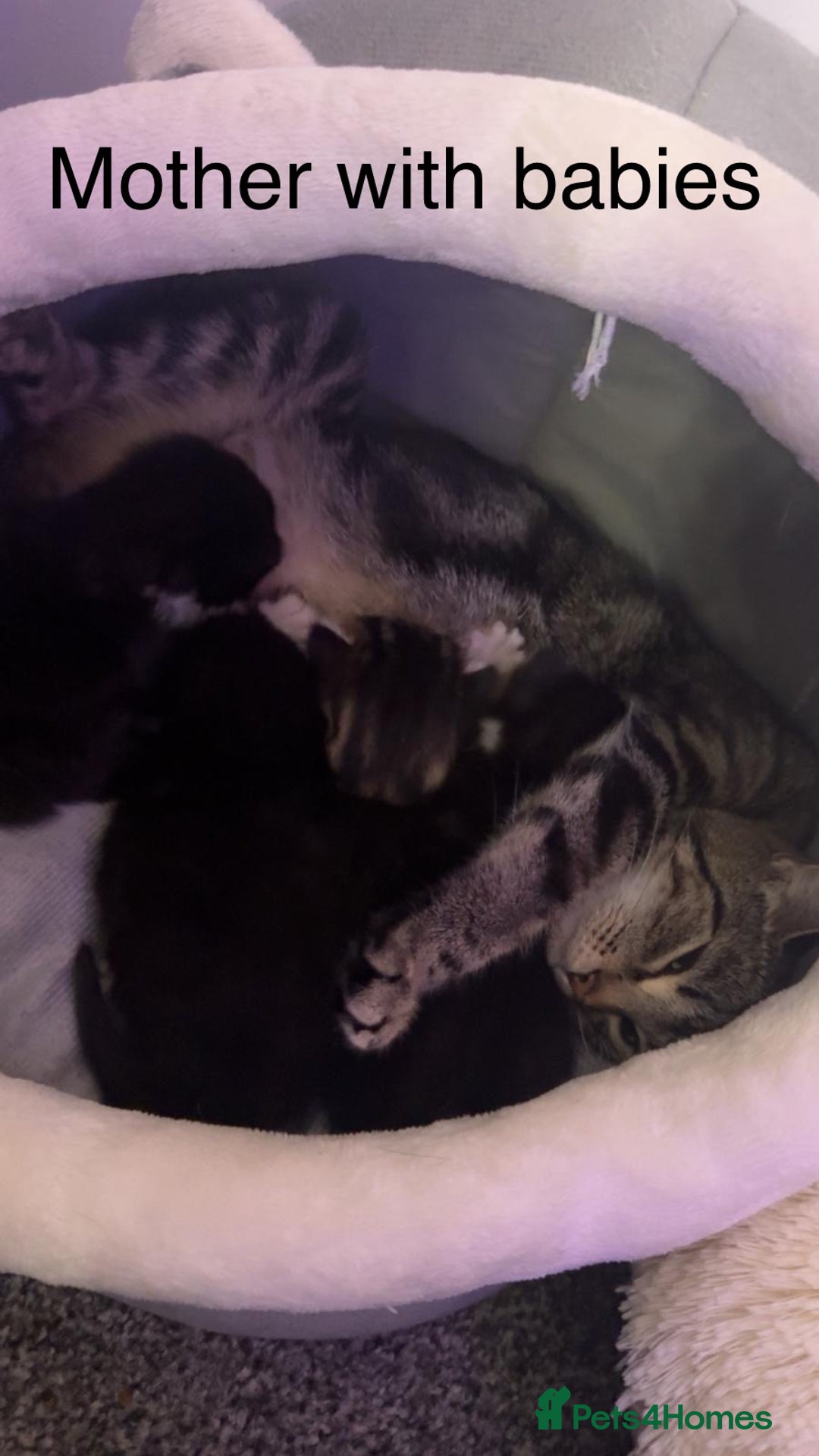 Mixed Breed cats for sale: Very loving and cuddly kitten - Advert 7