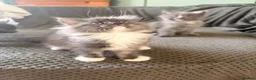 Ragcoon cats for sale: Last of litter affectionate playful Ragcoon baby  - Advert 35