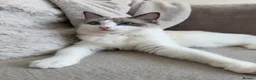 Ragdoll cats for sale: Ragdolls bio  - Advert 3