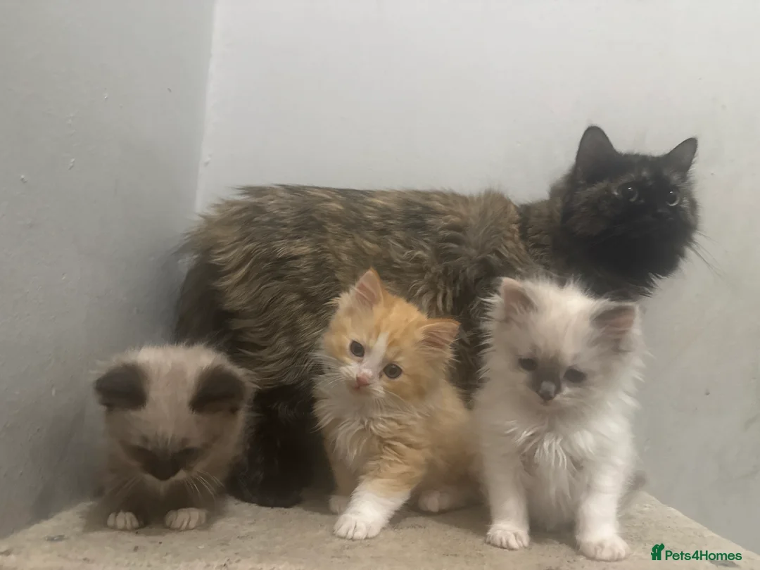 Ragdoll cats for sale: i have 3 stunning 3/4 ragdolls for sale in South Ockendon - Advert 5