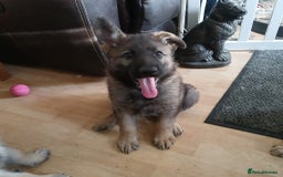 German Shepherd dogs for sale: Beautiful German Shepherd Puppies - Image 30