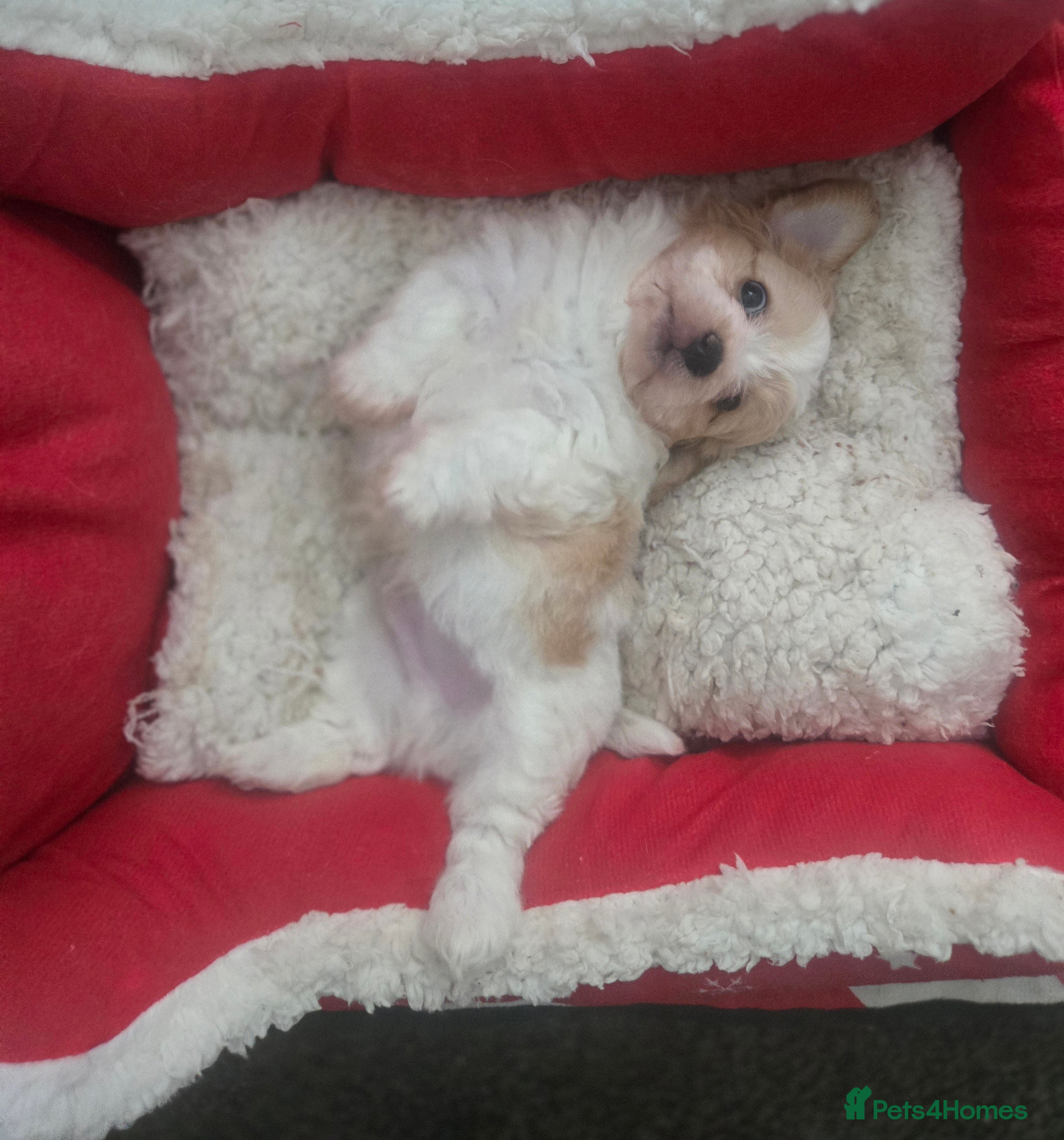 Maltese dogs Bichon Maltese Puppies,1 Male,2 Females,1 Mini Toy - Advert 1