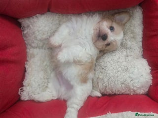 Maltese dogs Bichon Maltese Puppies,1 Male,2 Females,1 Mini Toy - Advert 1