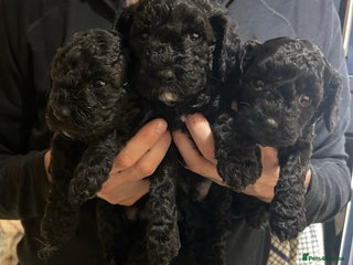 Cavapoo dogs - Advert 1