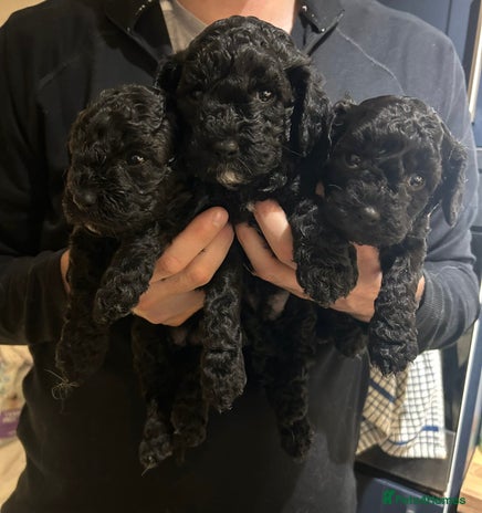 Cavapoo dogs - Advert 1