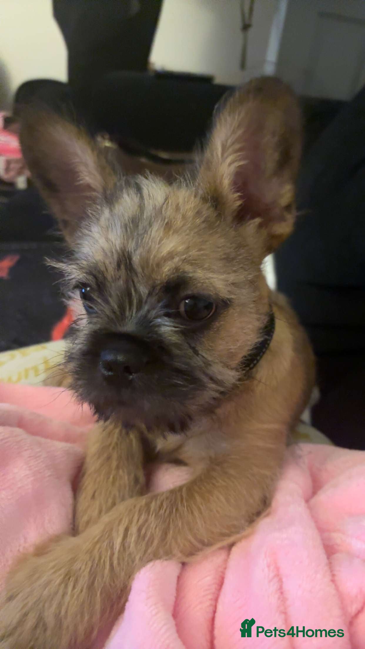 Mixed Breed dogs Puppy  - Advert 1