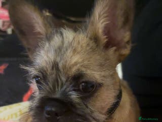 Mixed Breed dogs Puppy - Advert 1