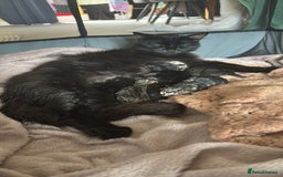 Mixed Breed cats for sale: Boys and girls available  - Image 6