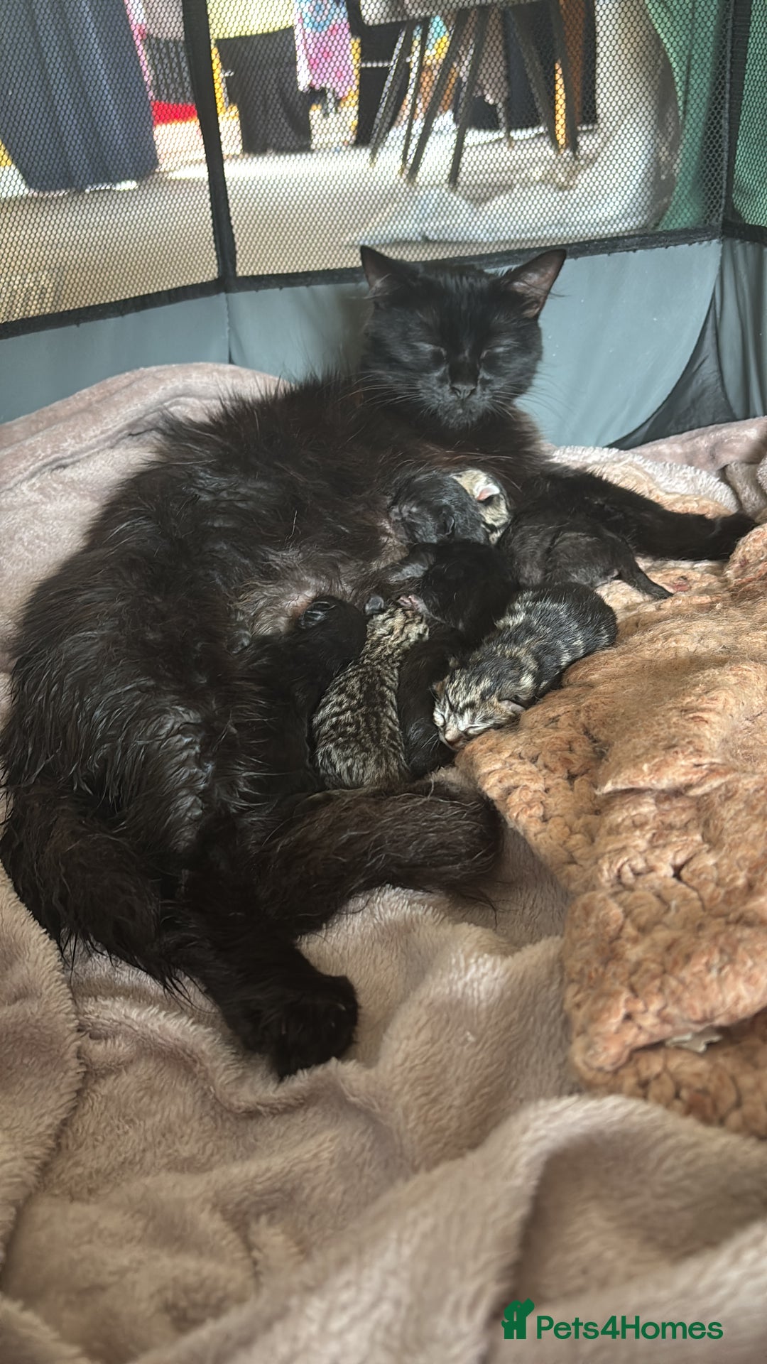 Mixed Breed cats for sale: Boys and girls available  - Image 6