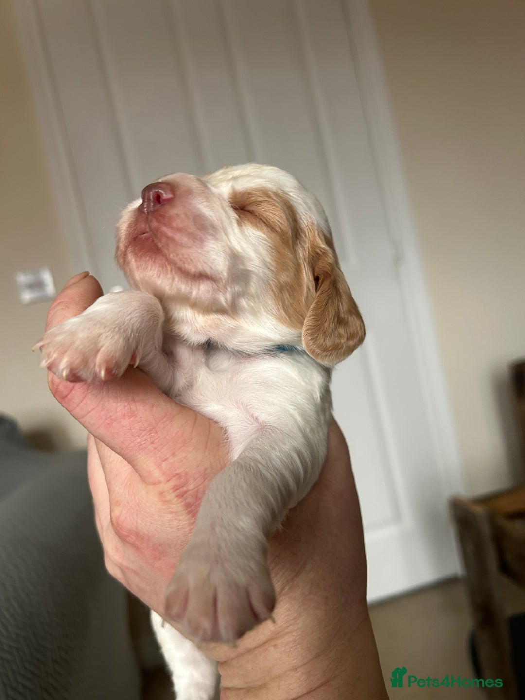 Cocker Spaniel dogs for sale: Working cocker pups - Advert 16