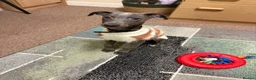 Whippet dogs for sale: male whippet in Salisbury - Advert 2